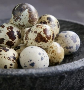 Trứng cút lạt nhỏ