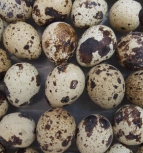 Trứng cút loại vừa (1)