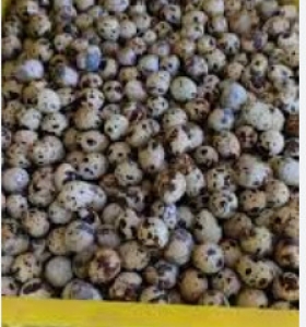 Trứng cút loại nhỏ