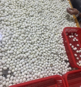 Trứng cút lột 