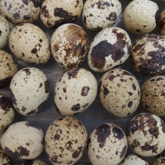 Trứng cút lạt