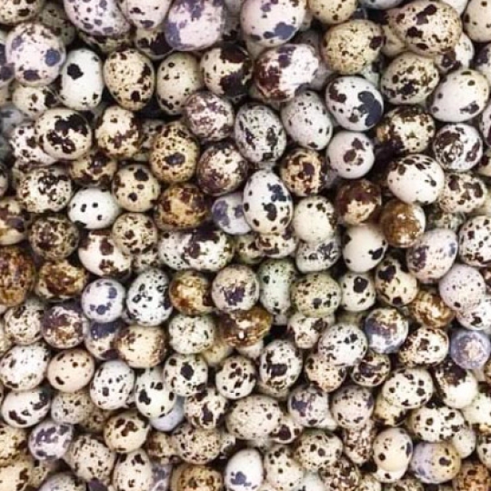 Trứng cút loại vừa
