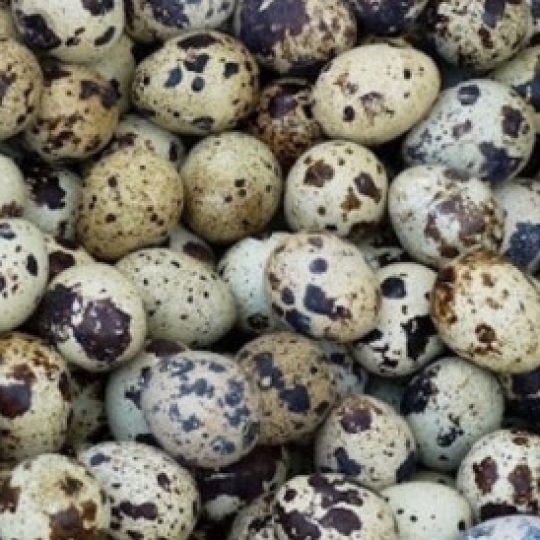 Trứng cút loại vừa