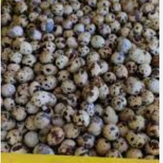 Trứng cút loại nhỏ