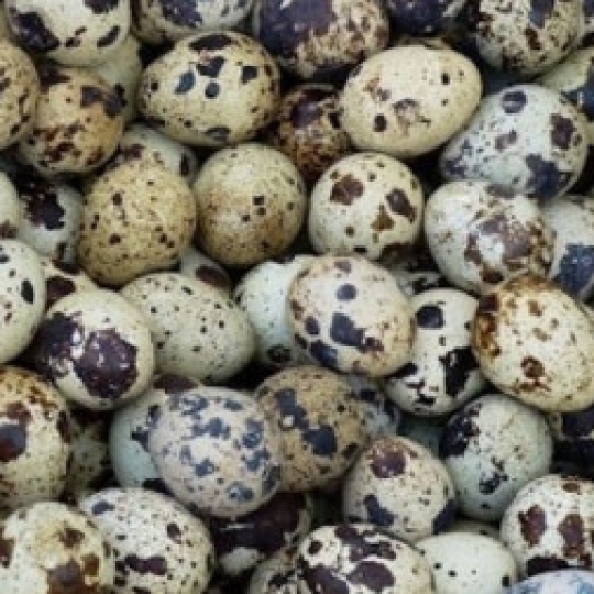 Trứng cút loại vừa