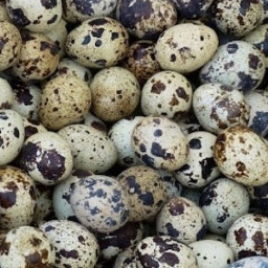 Trứng cút loại vừa (1)