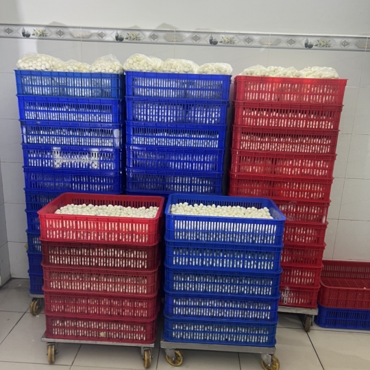 Trứng cút lột vỏ lớn