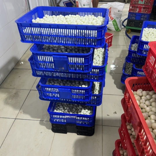 Trứng cút lột vỏ lớn