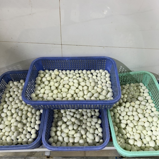 Trứng cút lột vỏ lớn
