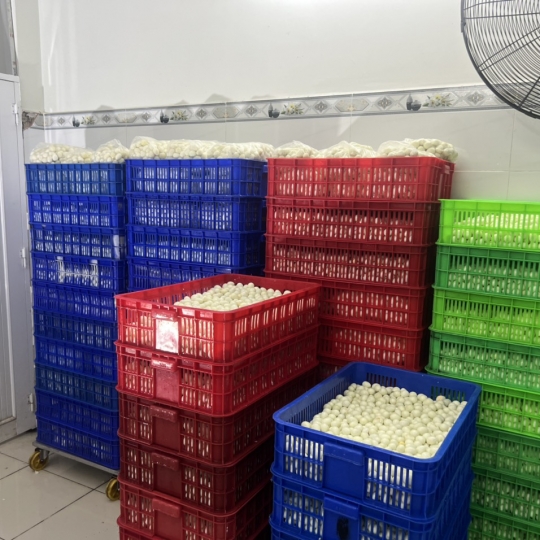 Trứng cút lột vỏ lớn