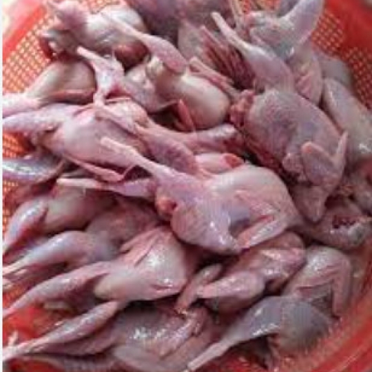 Chim cút làm sạch